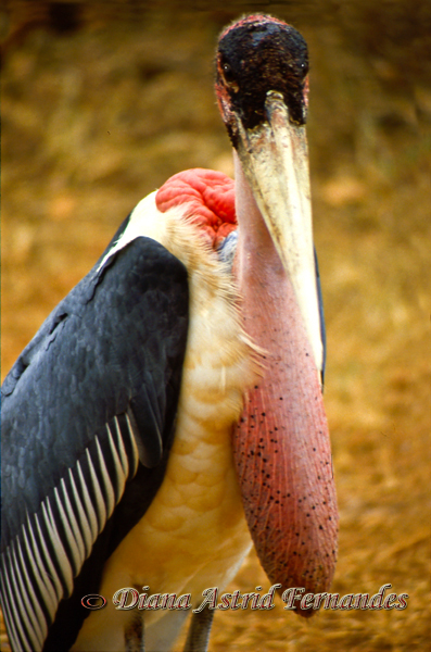 Marabou-Stork-Kenya